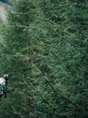 My husband is the Ki