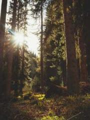 Lin Feng Lin Yun Yao Lin Feng Lin Yun Yao